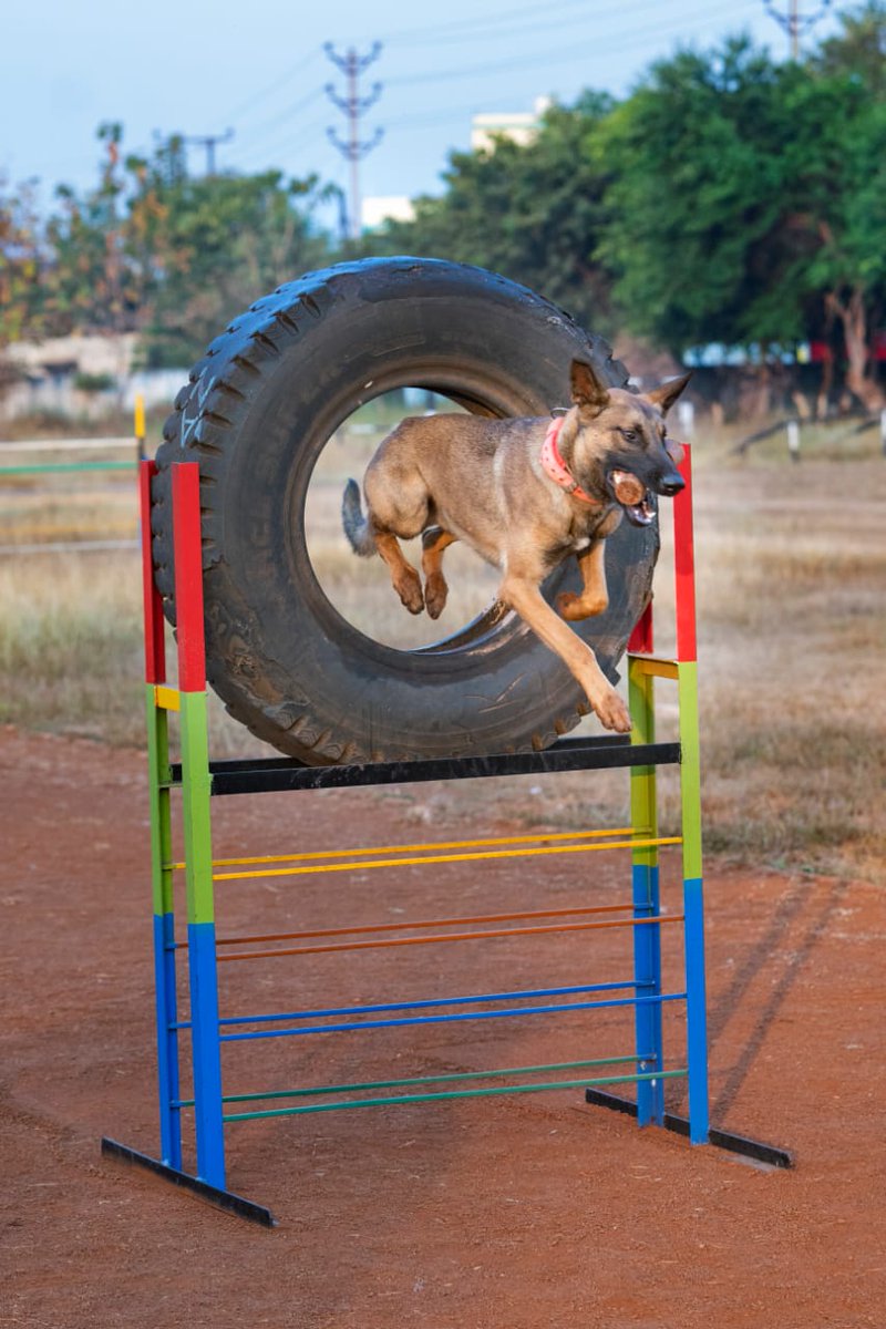 CG_Police's tweet image. बस्तर के जोखिम भरे रास्तों को महफूज बनाने के लिए सुरक्षा बलों की मदद करने में डॉग स्क्वॉड की भूमिका बेहद अहम है। इनमें बुधारू, ओमू, बैजू और भूरी जैसे देसी नस्ल के स्निफर डॉग 20 फीट दूर से भी आईईडी का पता सूंघ कर लगा लेते हैं।