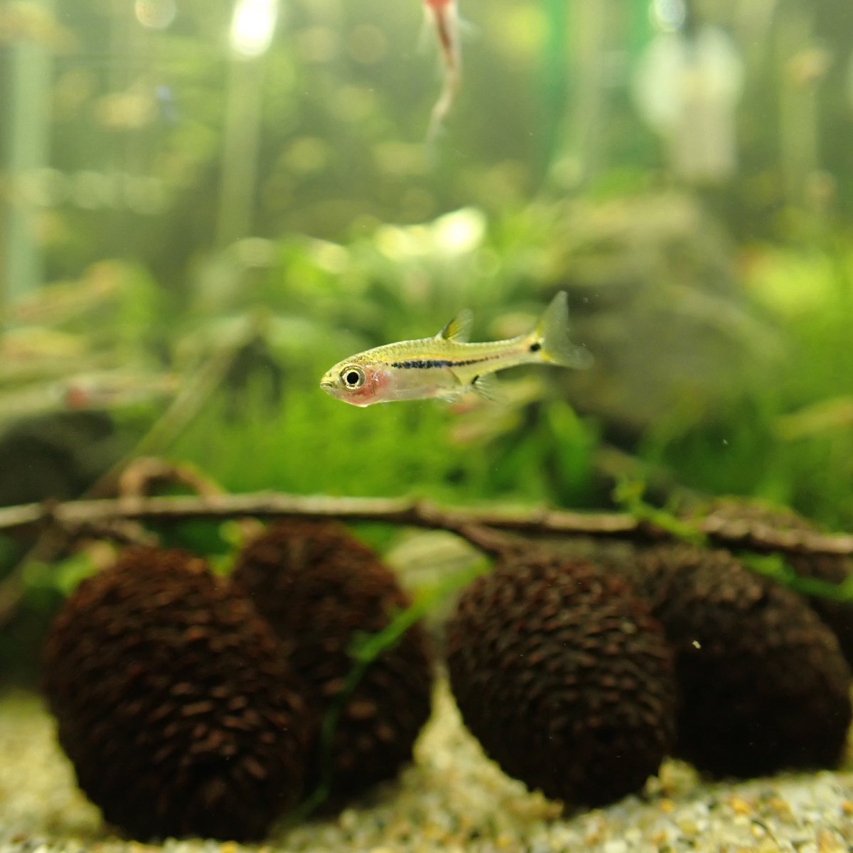 Aquarium Kind メダカの仲間では最近あまり見かけない ゴールデンデルモゲニーさんと クラウンキリーさんが来ております デルモゲニーは繁殖が難しそうに見えますが 卵胎生で子供を産んで増えます クラウンキリーはまだまだ色味が載っていない幼魚