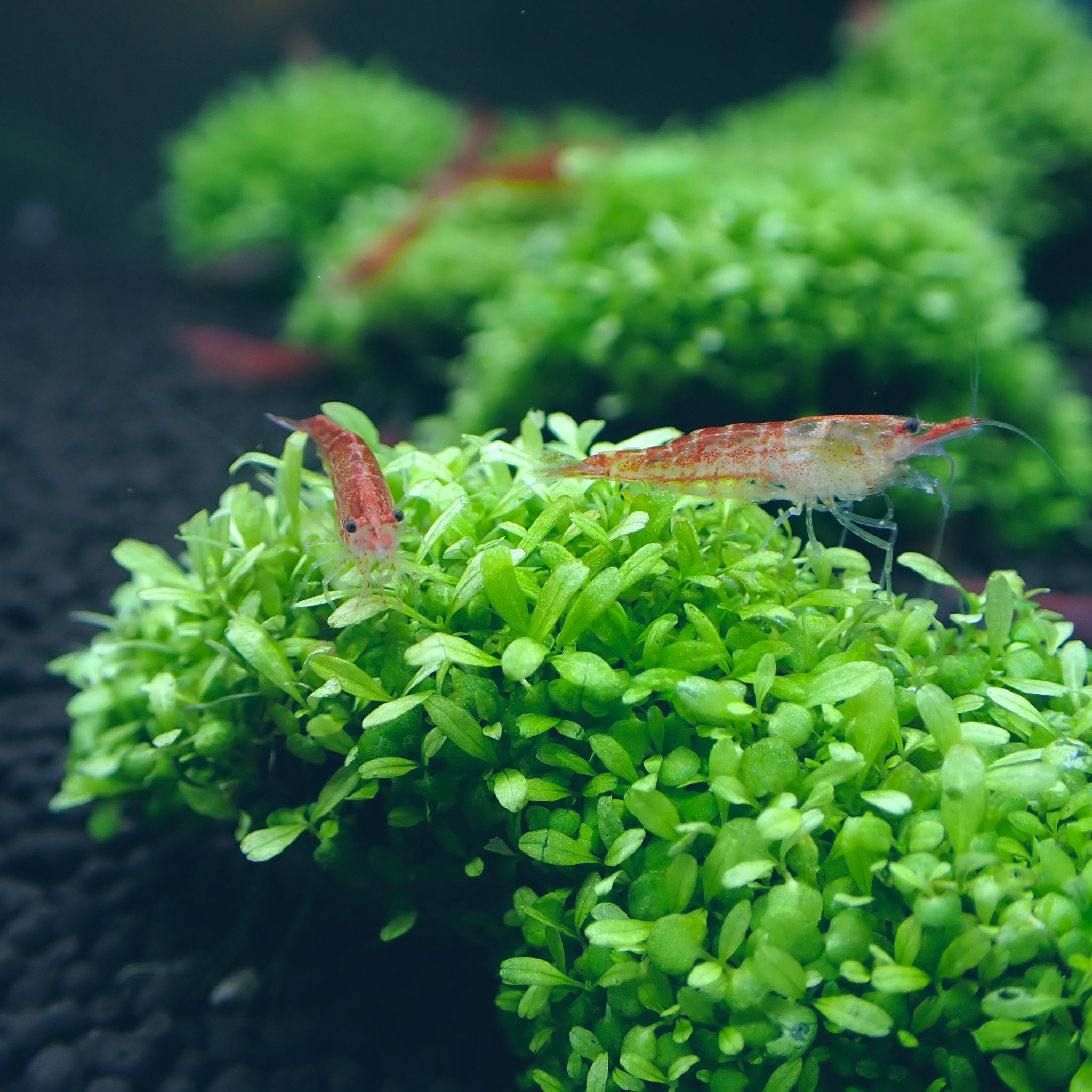 Aquarium Kind 水草水槽との相性は難しいところがありますが レッドチェリーシュリンプが飼いやすく手頃なお値段で オススメです 今回大きめの色味の良い子たちが来てます コンゴヒメツメガエルも小さめの可愛いサイズで来ております T Co