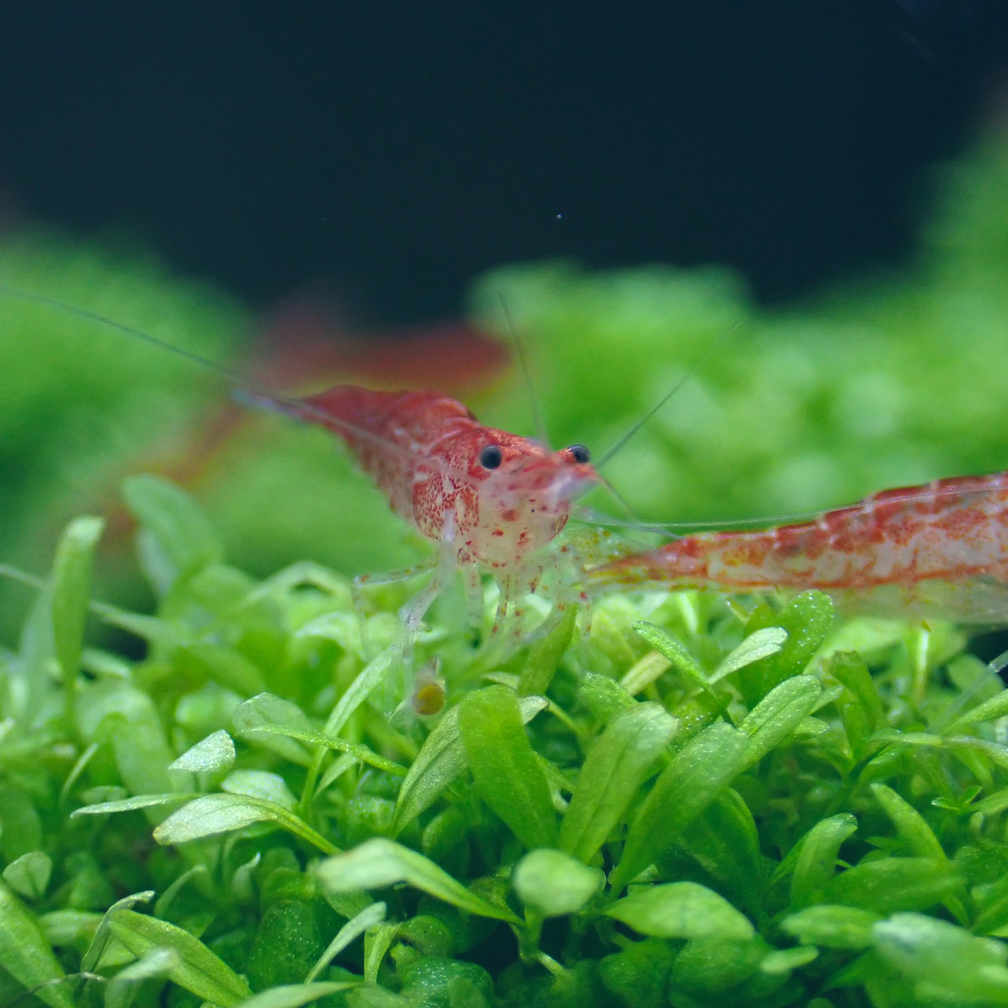 Aquarium Kind 水草水槽との相性は難しいところがありますが レッドチェリーシュリンプが飼いやすく手頃なお値段でオススメです 今回大きめの色味の良い子たちが来てます コンゴヒメツメガエルも小さめの可愛いサイズで来ております Aquarium Kind 水草水槽との相性は難しいところがありますが レッドチェリーシュリンプが飼いやすく手頃なお値段でオススメです 今回大きめの色味の良い子たちが来てます コンゴヒメツメガエルも小さめの可愛いサイズで来ております