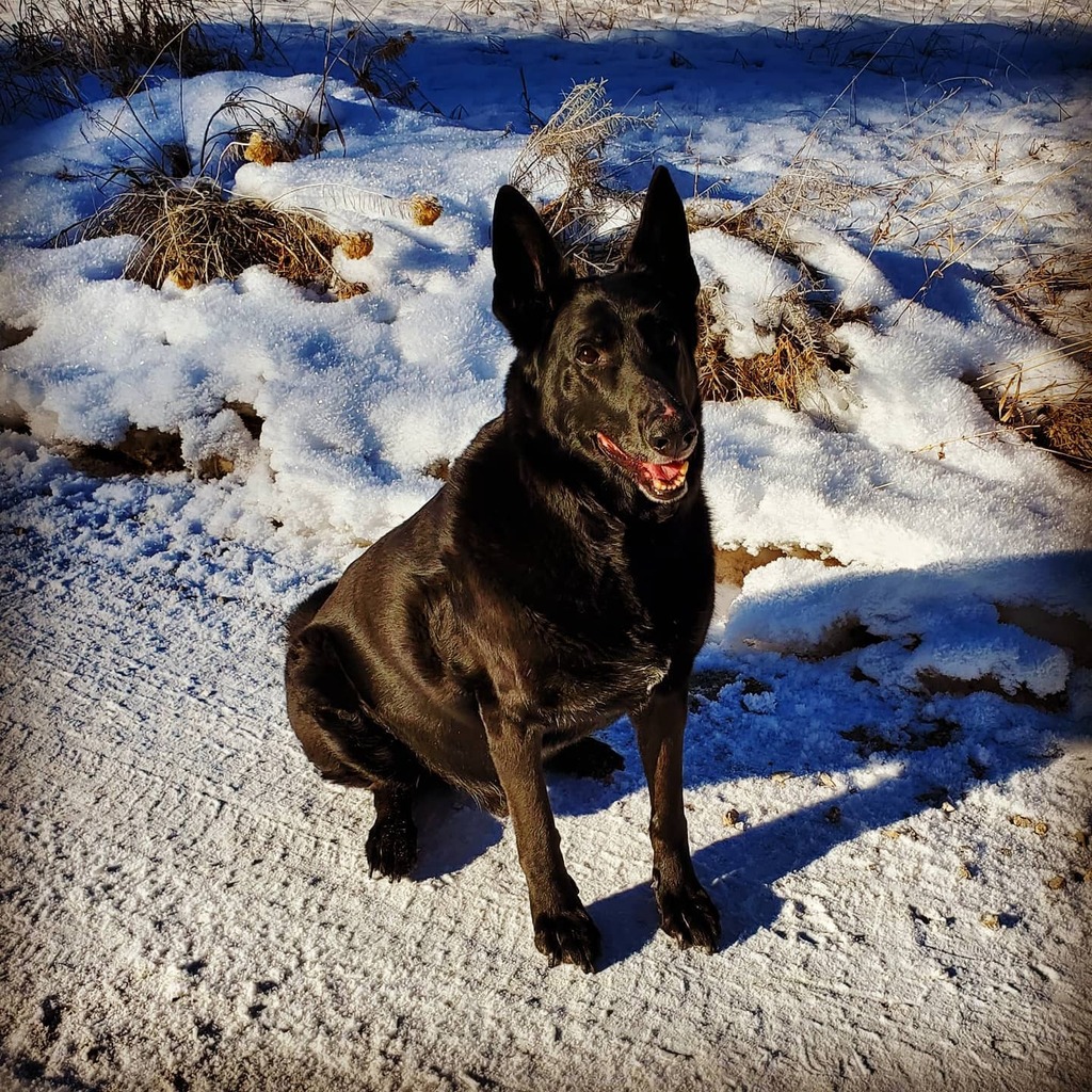 BoiseMtnMan's tweet image. Another #DahlstromDog for #DecemberDogs instagr.am/p/CIUtMG2ne2M/