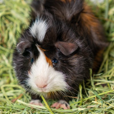 PetsQwest's tweet photo. #NewProfilePic https://t.co/lhlB7BvG73