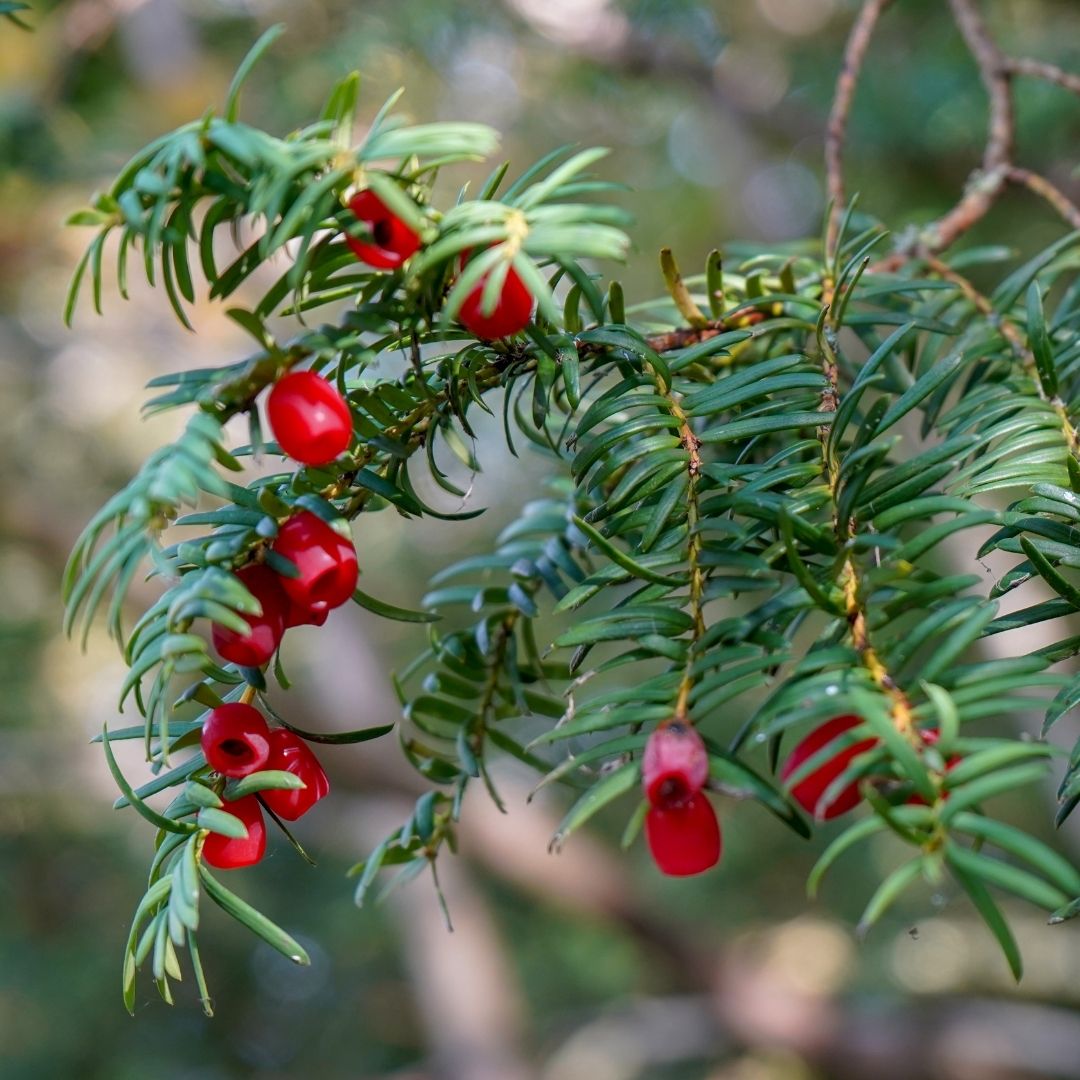 Final species for this week’s Thursday  #winterID is the Yew, the berries on this evergreen are extremely toxic so beware! Unusually for a conifer the seeds are surrounded by the pink fleshy ‘aril’ which is open at the end.