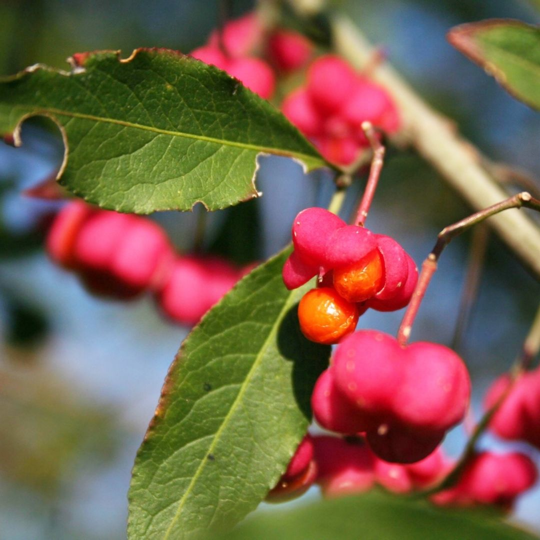 The most colourful berries in this list belong to the Spindle tree. The fruit consists of four pink capsules which surround a central orange berry.