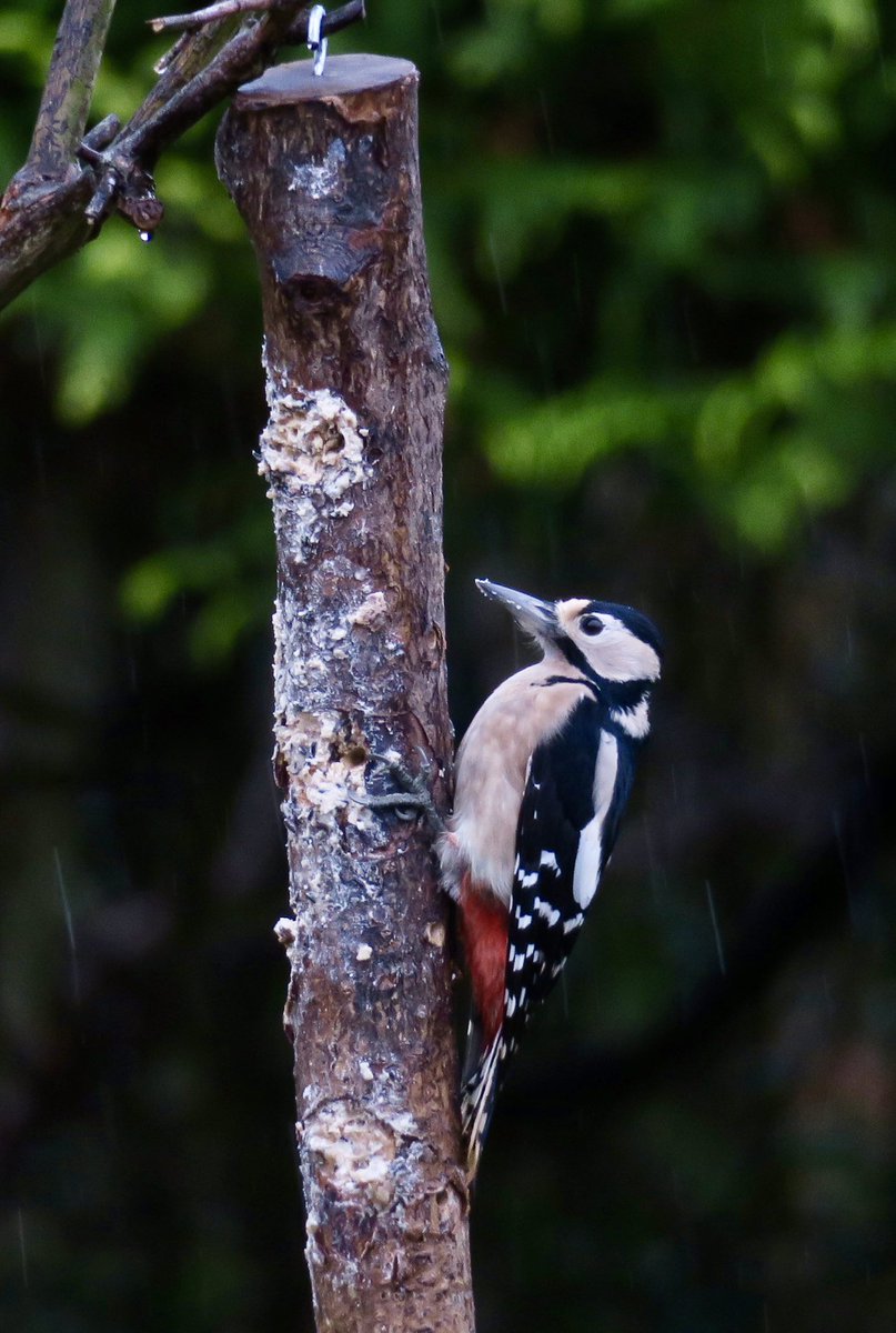 Two days ago I decided to fill a log with bird food like my late husband used to and  this morning I glanced out to see a Greater  spotted  woodpecker on it. I can see the holes she has made in various ports but she just perched completely still for 5 mins.😊 #BreakfastBirdwatch