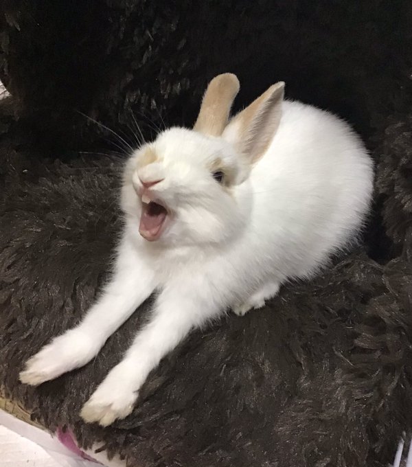 うさぎのあくびのtwitterイラスト検索結果