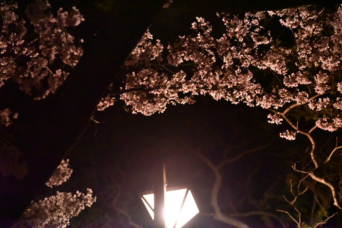 kurage_810's tweet photo. 街灯とさくら...
照らされるとそこはいせか...

#毎日写真
#キリトリ世界 
#写真好きな人と繋がりたい 
#写真で伝える私の世界
#写真撮ってる人と繫がりたい https://t.co/WlkslNSSI3