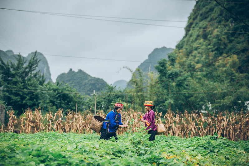 How have nature-based solutions helped communities respond to COVID-19?Communities around the world are demonstrating that working with nature brings many benefits, including greater resilience. Take a look at the  @FriendsofEbA storymap -->  https://tinyurl.com/EbA-COVID-19   #DCdays20