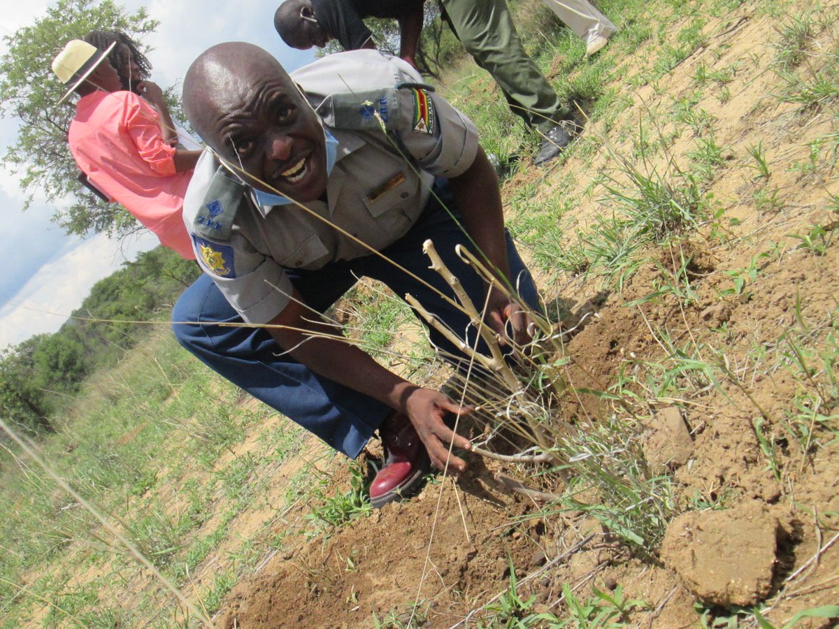 Michview_Mv's tweet photo. Zimbabwe Republic Police (ZRP) Matopo lending a helping hand on the plantation of the trees at Michview Farm. @ZAGPGoats_Pigs @ZAGPInfo @michview @newtoncharig @pmsagonda @Yvstom_M @PMafira https://t.co/80L2dedJv7