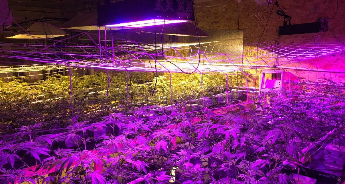 Light environment is one of the important physical environmental factors indispensable for plant growth and development. Controlling plant morphological formation through light quality regulation is an important technology in the field of facility cultivation.

#plantlighting