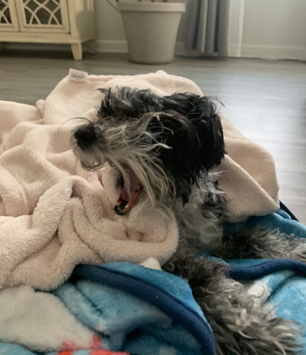 Stephaniesancar's tweet photo. addie aka sleeping beauty https://t.co/mrzxcss7Mg
