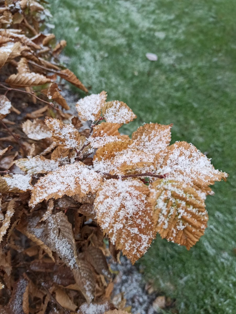 carlos_aucique's tweet photo. #snownow https://t.co/TldzZqt9JQ