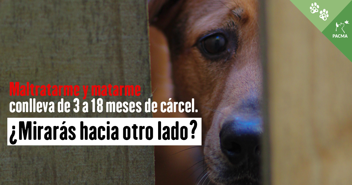 PartidoPACMA's tweet photo. 🖐️¡Ya es hora de proteger a los animales, @sanchezcastejon! ¿Apoyaréis la petición respaldada por 235.000 personas o daréis la espalda a los animales otra legislatura?

❕ Exigimos enviar a los #MaltratadoresALaCarcel. Están maltratando y matando a animales como Turca cada día. https://t.co/7IakFgWTba
