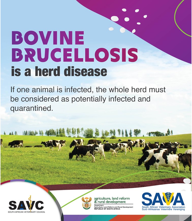Bovine brucellosis threatens the reproduction and production levels of livestock herds throughout SA.

#BrakesonBrucellosis #CollaborateTestVaccinate 
#Brucellosis #SAVA #AnimalHealth #HealthFacts #WHO #Protect #Enhance #Veterinarian #ParaVeterinaryProfessional #PassionForAnimals