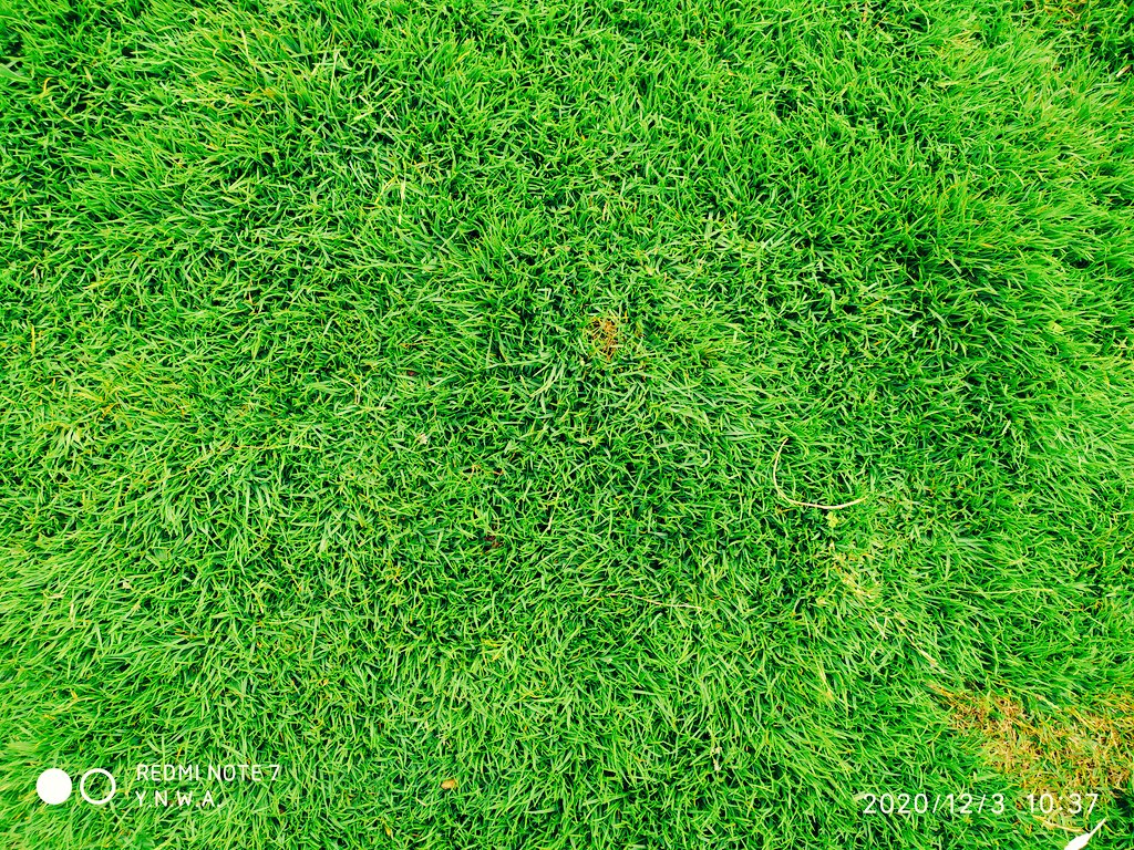 Looks like a carpet right? 
It's purely grass!! 
#ArabicGrass