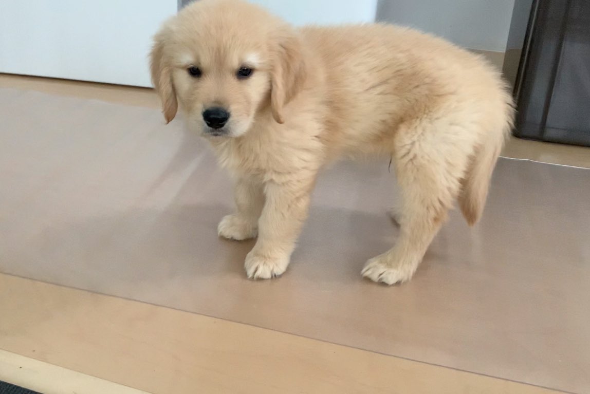 びすけ物語 ゴールデンレトリバー 室内散歩 のしのし歩くゴールデン子犬が可愛い T Co Gsnja3sue4 Youtubeより ゴールデンレトリバー 犬 犬のいる暮らし Goldenretriever Dog Puppy 愛犬