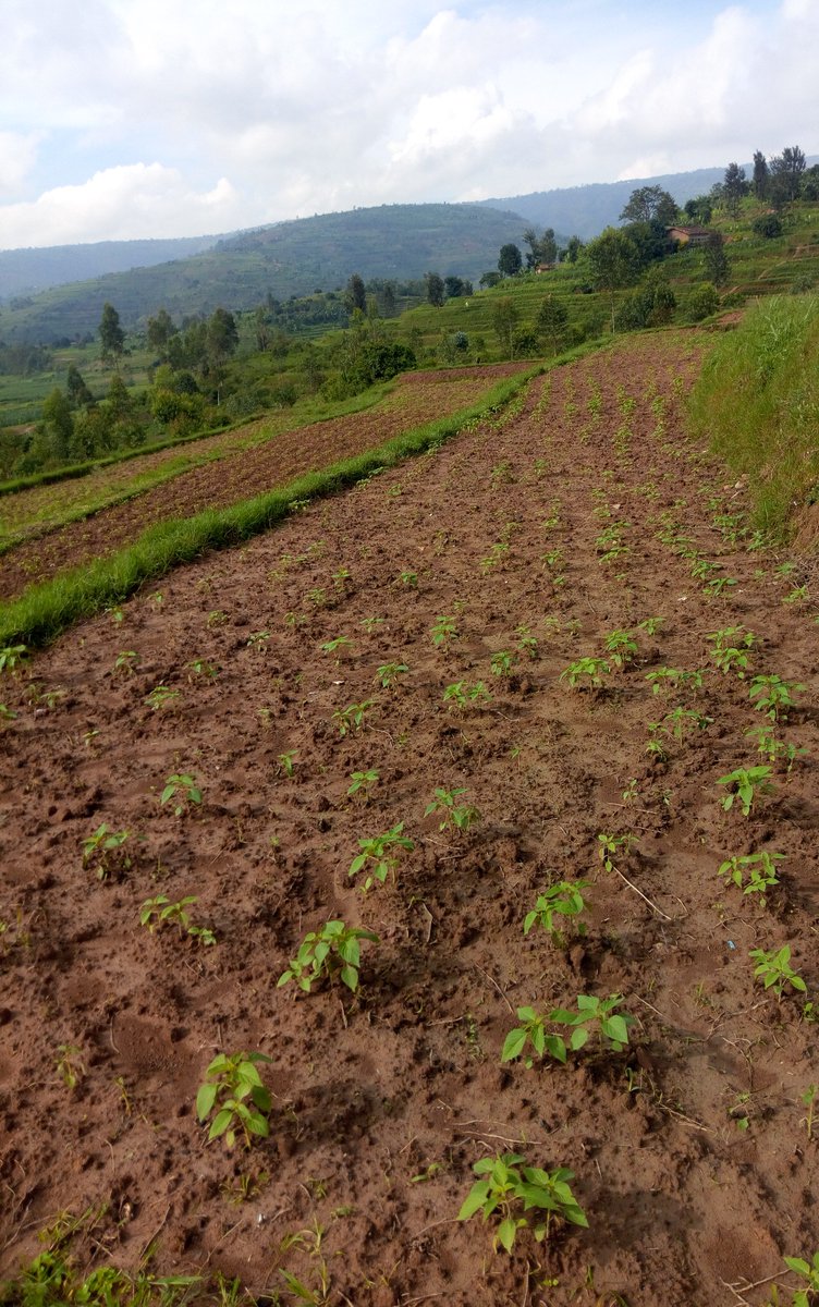 KarisimbiF's tweet photo. Exciting moment as we engage in phase one of weeding and pruning of chia in #Muyanza @rulindodistrict @RwandaNorth https://t.co/FiSgI5vG2J