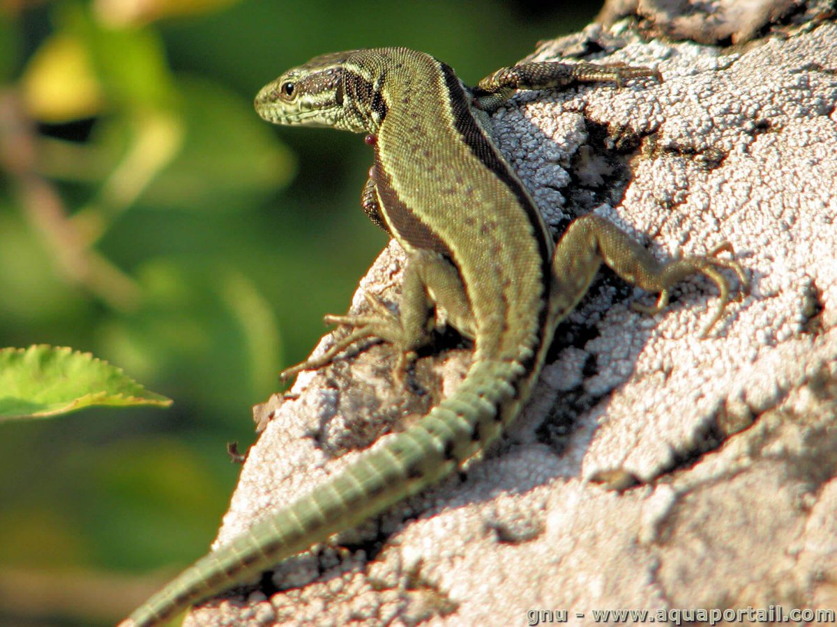En gros, les transcendantaux sont encore plus universels que les universaux. Quand je dis « Voici un lézard », le mot « lézard » est un universal, mais le mot « un » est un transcendantal, qui renvoie cet être à une catégorie encore plus large que celle de petit reptile mignon.