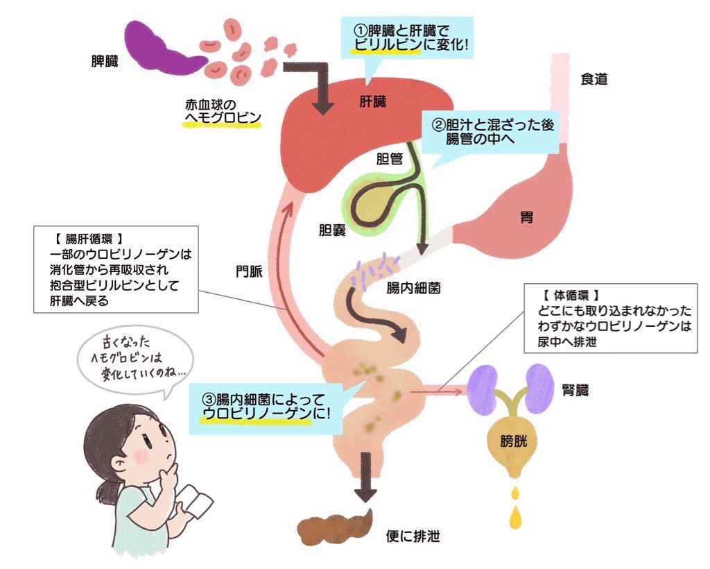 いのぼん 動物看護師イラストレーター 獣医 看護 医療 介護 解説イラスト ペットの飼育 生活など 一般の飼い主様向けや スタッフ指導用などに最適 説明書の挿絵 図解 目で見てイメージと理解ができる イラストが必要な時に 漫画タイプの解説書