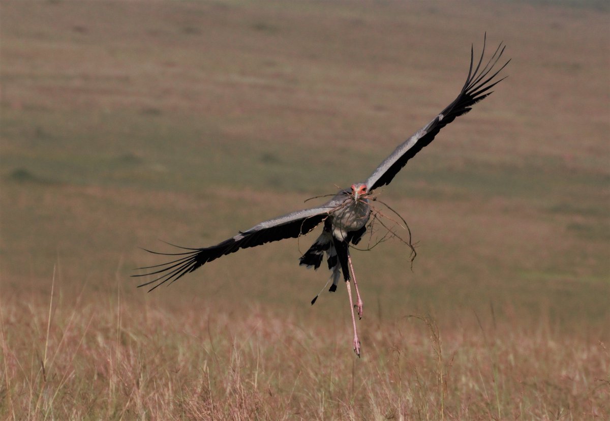 It is breeding season for Secretarybirds in the Mara. Here is a fantastic image taken by Lemein Par last week of a Secretarybird nest-building inside the national reserve. #mararaptorproject #secretarybird #maasaimara #kenyabirdofpreytrust #peregrinefund
