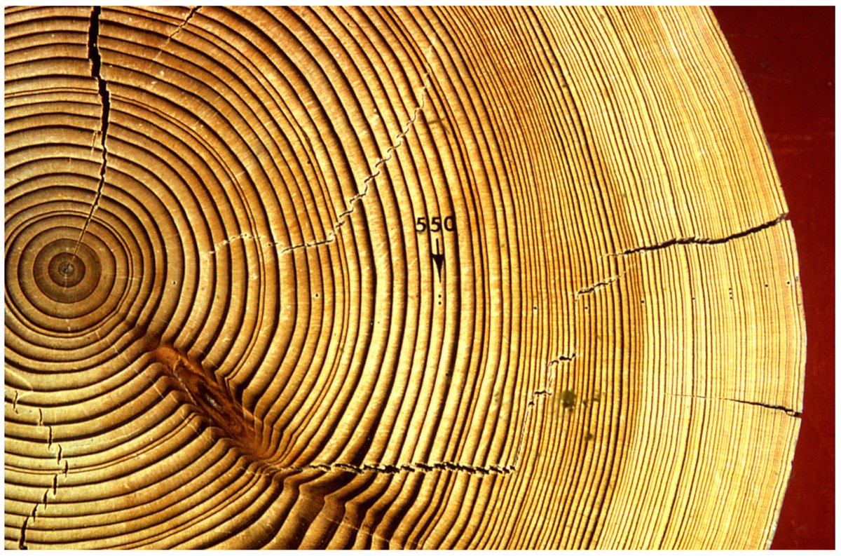 Forests_MDPI's tweet photo. Check out the Editor’s Choice article from Forests.
From #Dendrochronology to #Allometry
by Franco Biondi.
More here: https://t.co/DvSCHAOJ0t
#treerings; #stemgrowth; #crossdating; #radialincrement https://t.co/qtPxs4KQpi