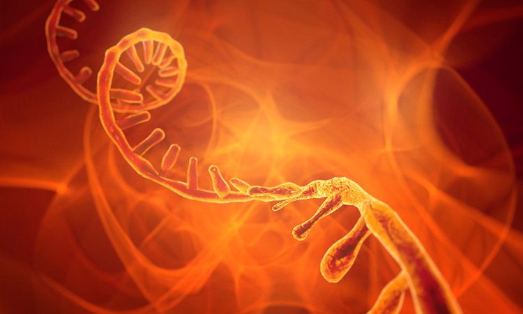 Dr Diogo Camcho from <a href="/wyssinstitute/">Wyss Institute</a> at Harvard discusses new research into using machine learning algorithms to analyse #RNA sequences and reveal potential #drugtargets. 
#syntheticbiology
Read more here: drugtargetreview.com/article/77687/…