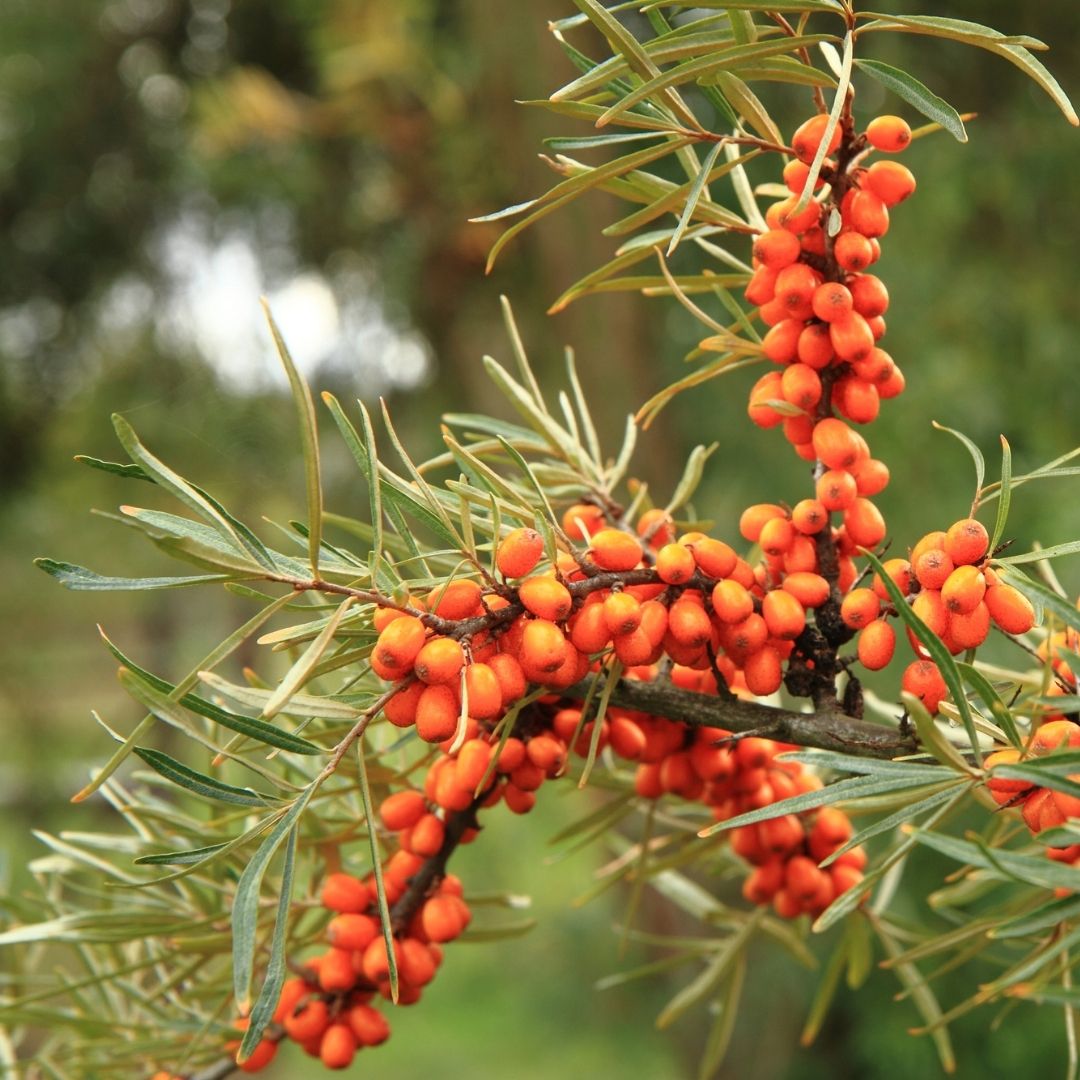 A coastal plant, Sea Buckthorn produces masses of squishy orange berries. The berries are increasingly used for cooking but be careful - they are incredibly tart, and the stems have large spines!