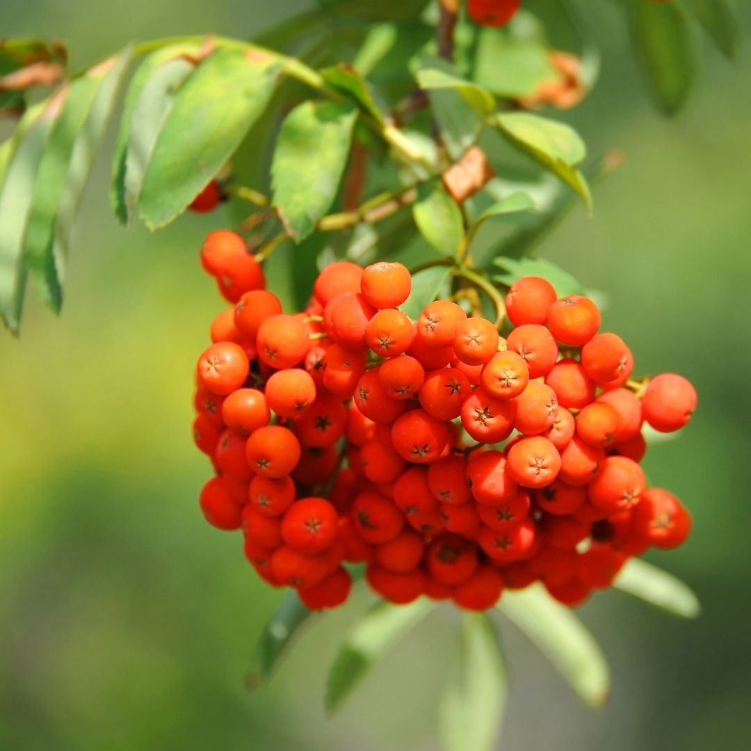 Rowan branches have characteristic leaves which are divided into many leaflets and in the autumn, they produce and dense hanging cluster of orange berries which can be used to make jam.