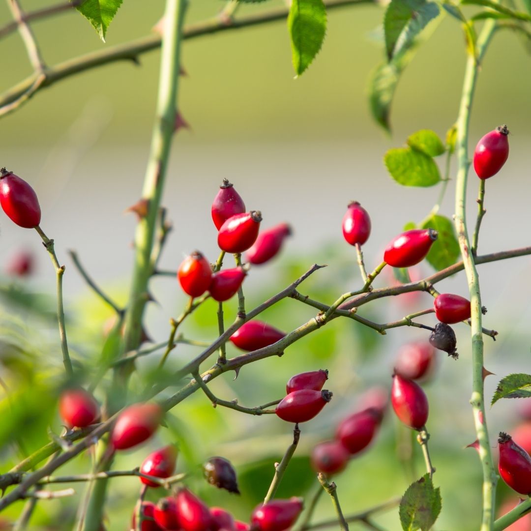 A common climber with large hooked prickles, the red-orange ‘rosehips’ of Dog Rose have an elongated oval shape. It can be easily confused with rose species which have similar fruits.