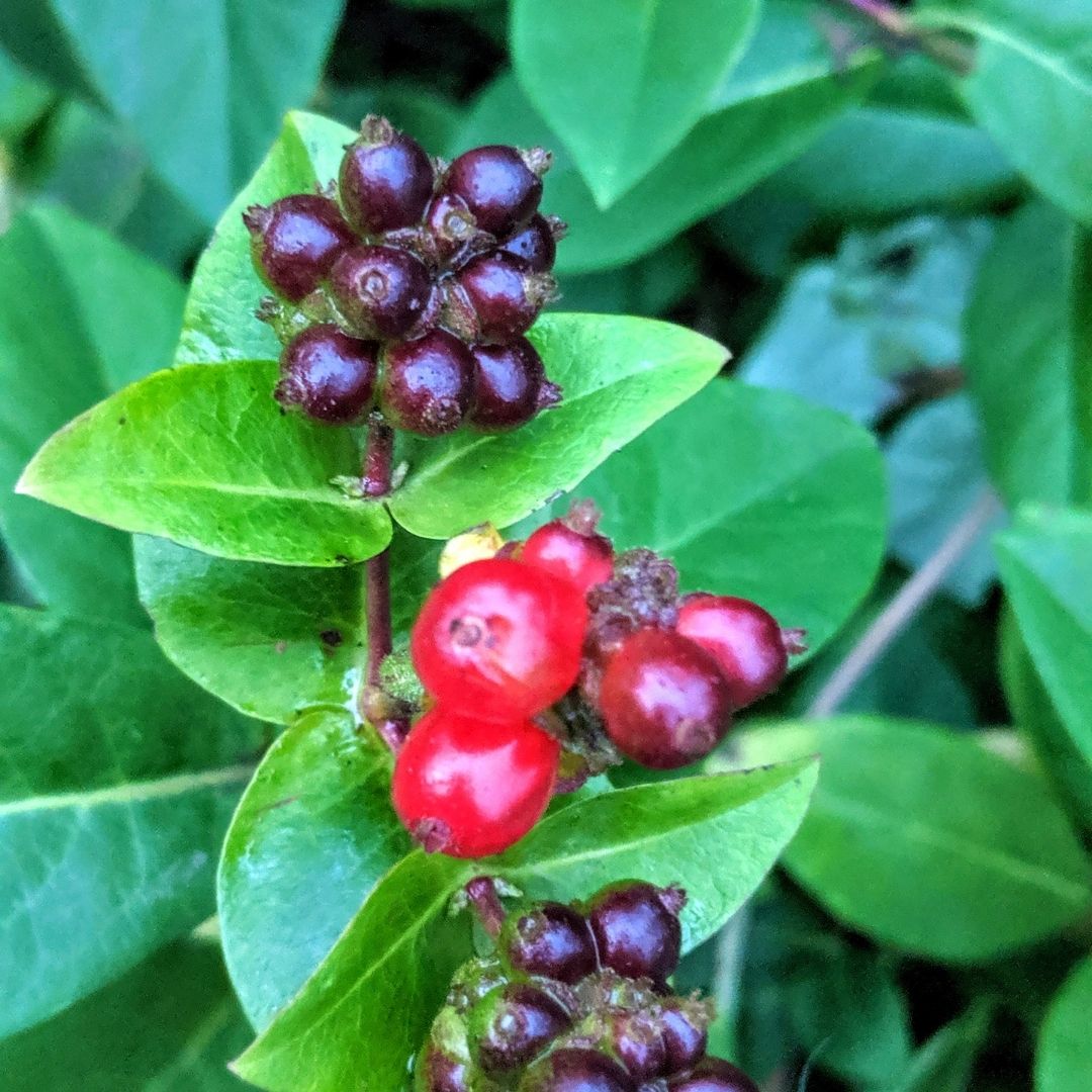 Honeysuckle is better known as the fragrant climber of summer, but it’s close clusters of red berries are pleasant sight in winter.