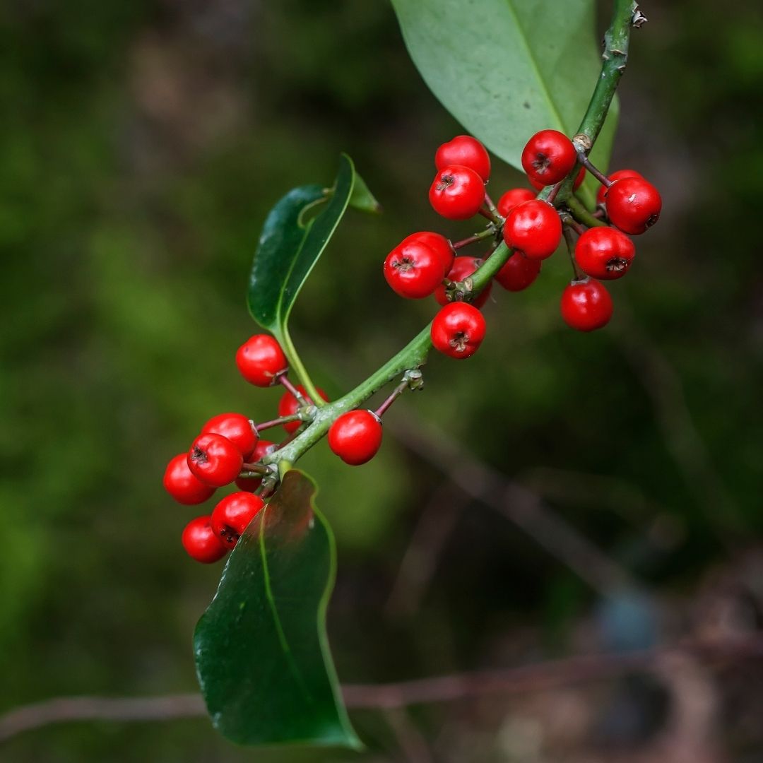 Another well-known species and classic sight of British Christmas, holly berries are scarlet and contrast with the deep-green, spiky leaves.
