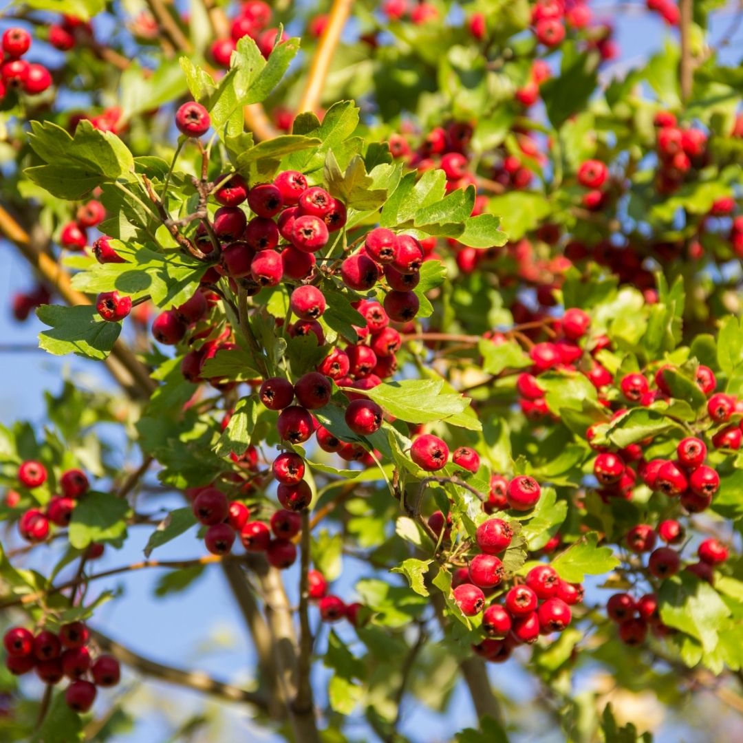 One of the most common hedgerow shrubs, stems covered in spines and full of crimson ‘haws’. From the May blossom right through until winter, Hawthorn supports over 300 insect species.