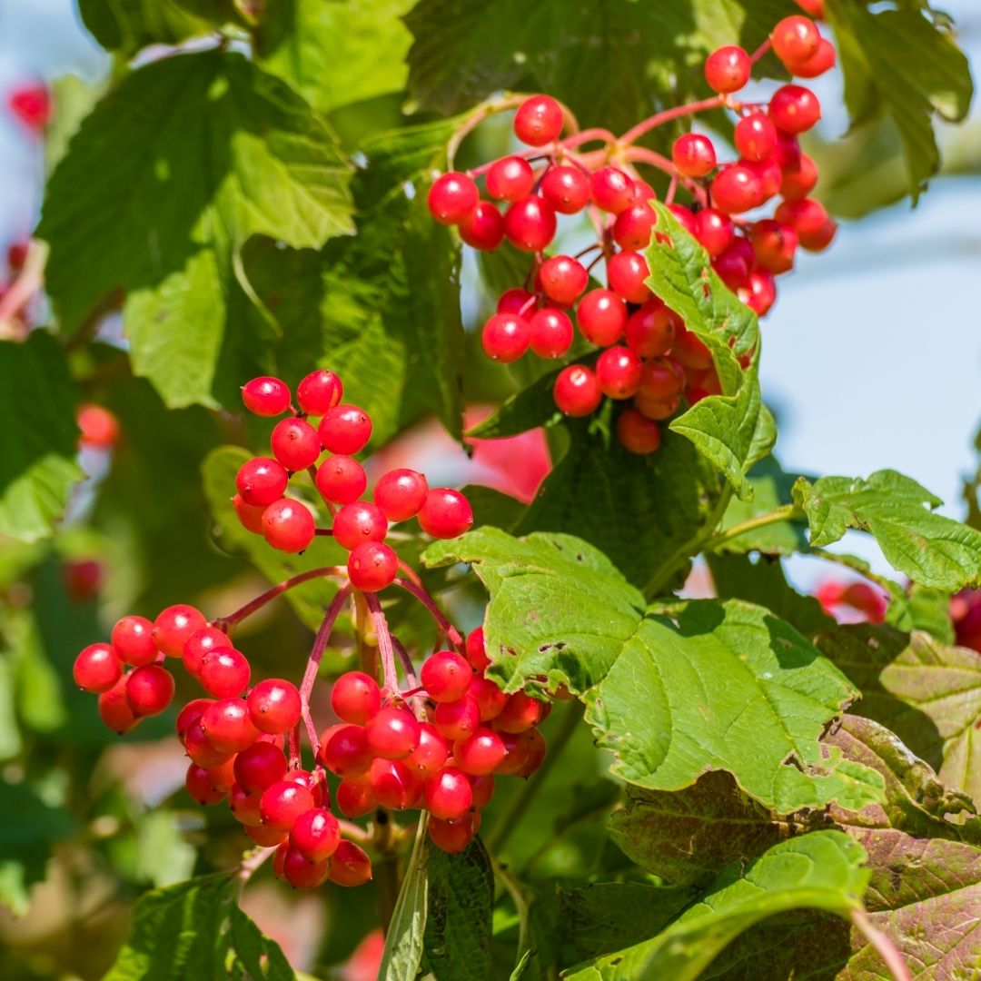 Guelder Rose has distinctively three-lobed leaves and the bright-red berries are easy to spot the leaves have fallen in winter.