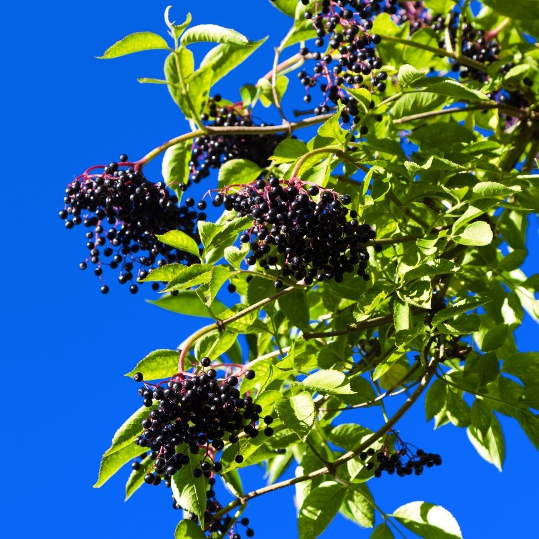 Elderberries are an important food source for many birds, particularly Blackcaps. The fruits grow in abundance in large clusters with hang from the tree.