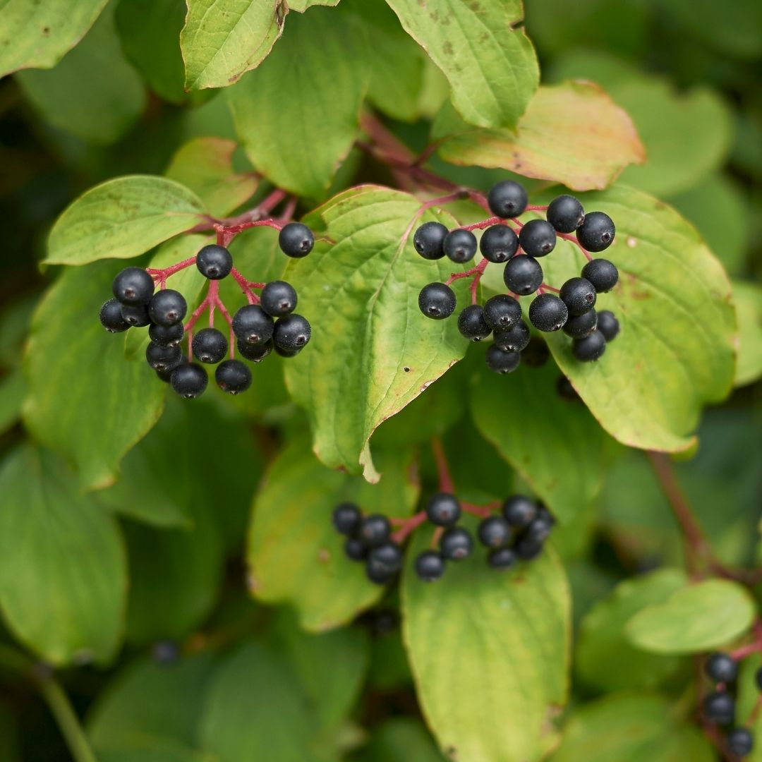 Dogwood comes alive in the autumn thanks to its distinctive red leaves and twigs. The small black berries are clustered at the end of the vivid red twigs.