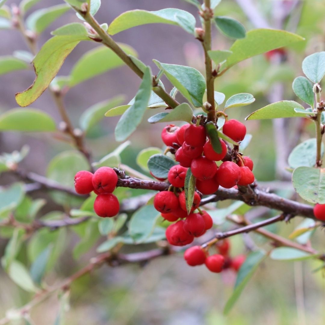 These are berries of Wild Cotoneaster (Cotoneaster cambricus), possibly the rarest berries in the country! This plant is endemic to the Great Orme but there are many non-native Cotoneaster species that are garden escapees.