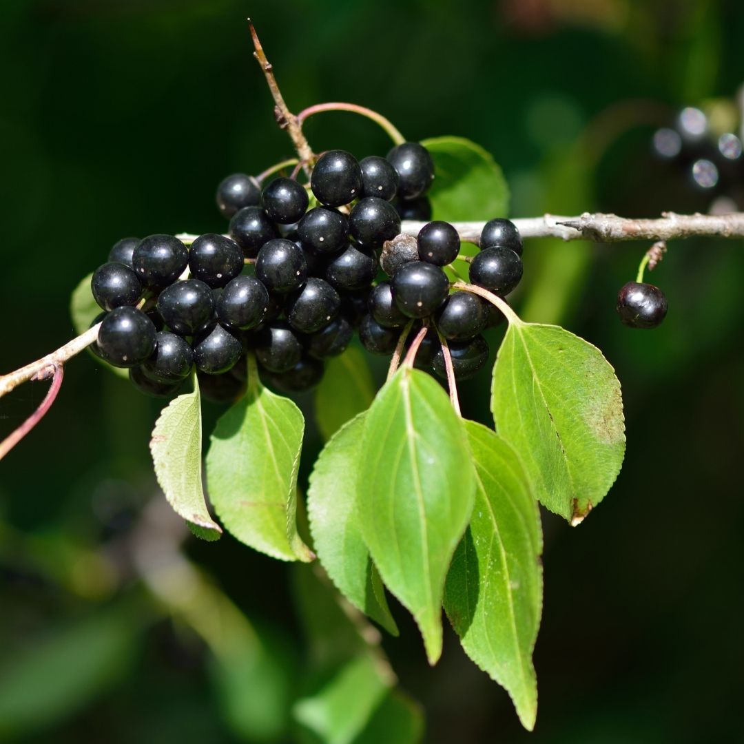 Buckthorn is a common hedgerow with glossy toothed leaves. The berries are small, initially red but turning black and clustered around the branches.