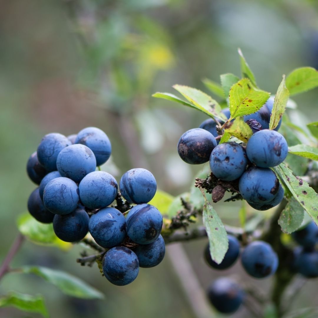 A very thorny and common hedgerow tree, Blackthorn fruits are also called ‘sloes’. The fruits are dark blue-black, often with a distinctive white bloom.