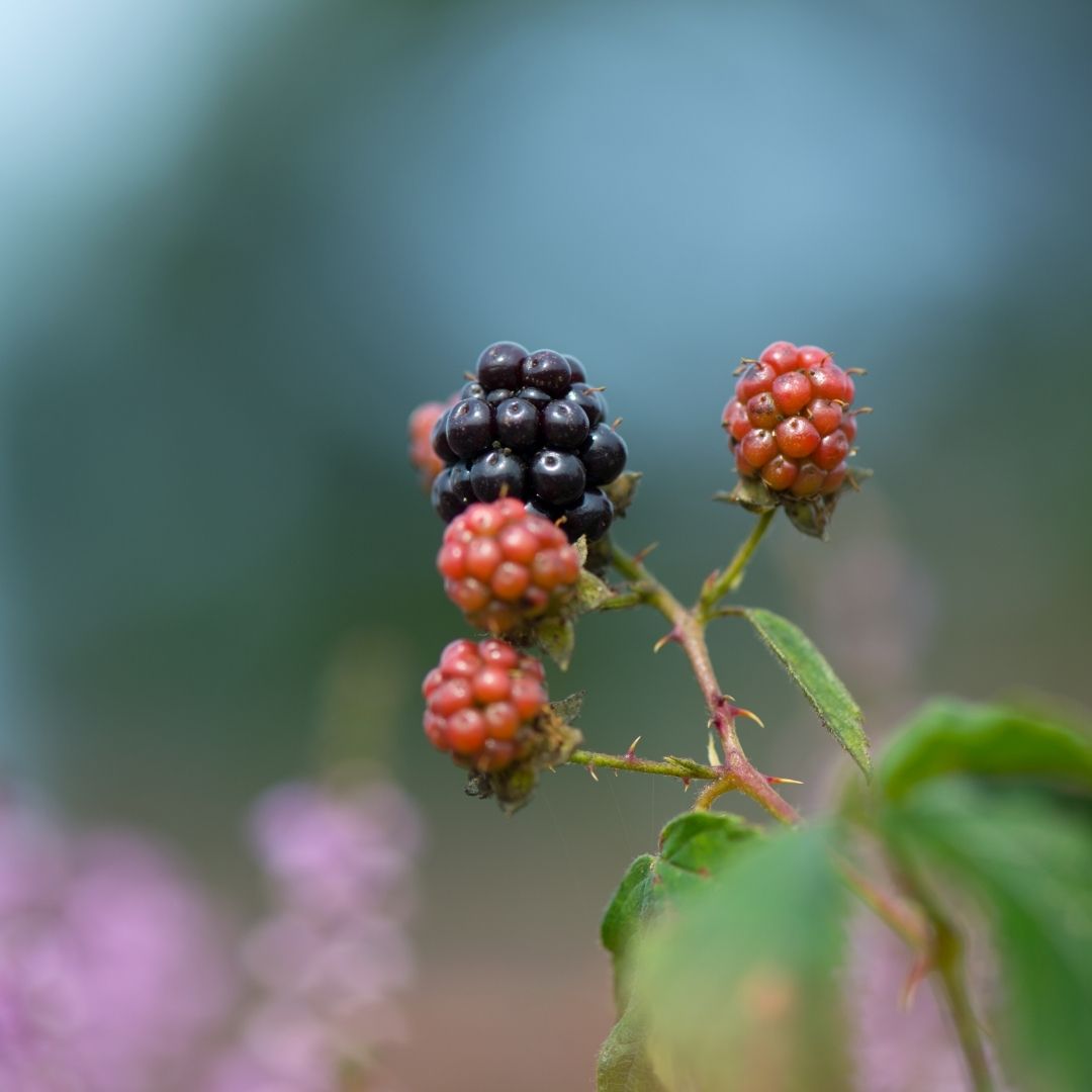 Bramble or Blackberry is the most recognisable on the list but, botanically speaking, it’s not a true berry! Look out for the characteristic cluster of drupelets on long, thorny branches.