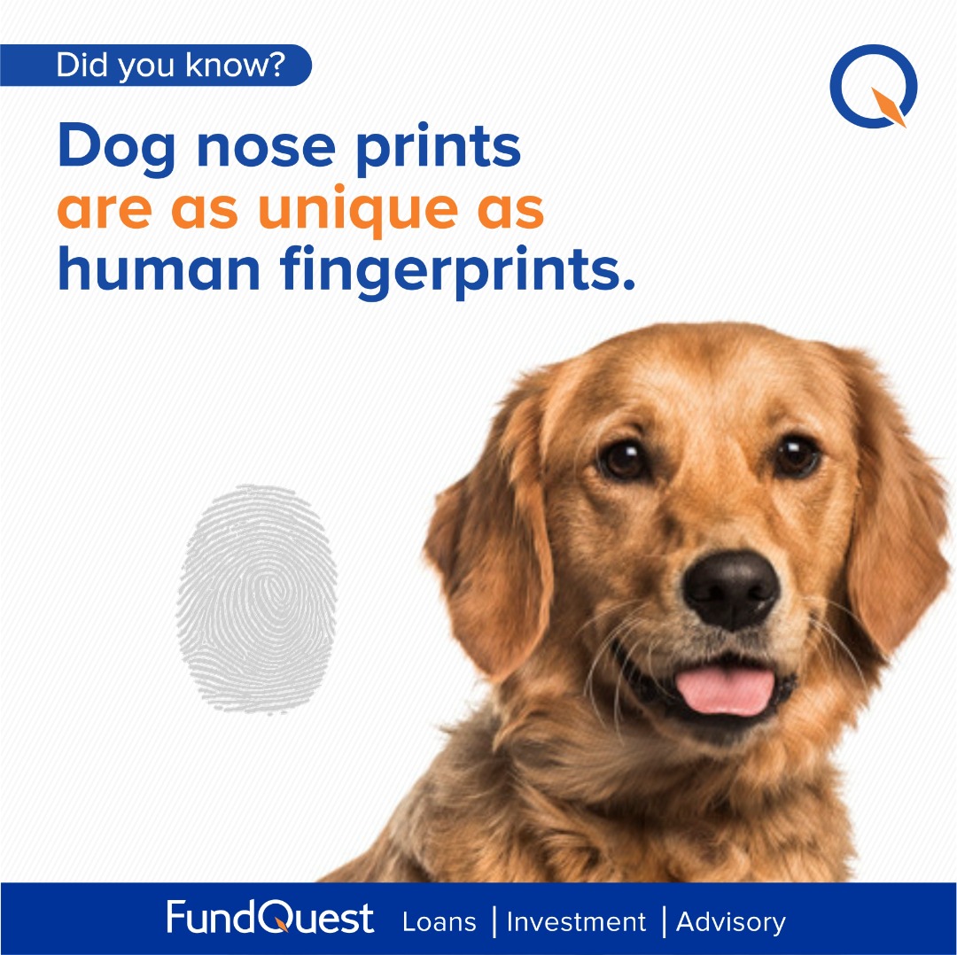 Are Dogs Noses Like Fingerprints