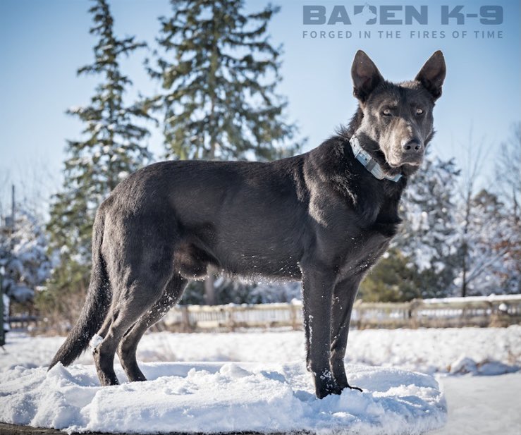 Baden K-9 tweet media