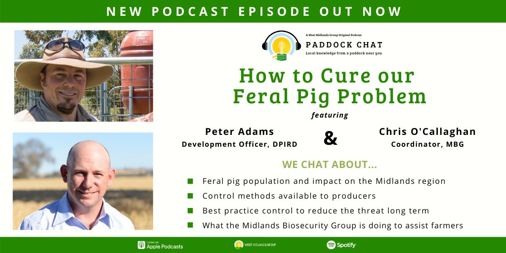 WMG_WA's tweet photo. Feral pigs cost the agricultural industry over $100 million each year with reports of sightings and damage increasing across the Midlands region. Hear from @DPIRDWA's @FeralTwit and @midlands_group @OCallaghanChris  on the problem and the solution! 
🎧https://t.co/YGWXFLBTGj https://t.co/8d6Wn12HAs