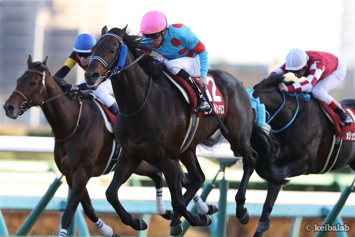 競馬ラボ ターフを去る歴戦のステイヤー 昨年のステイヤーズsを勝ったモンドインテロは 本日12月3日付けで競走馬 登録を抹消しました 今後は北海道苫小牧市のノーザンホースパークにて乗馬となる予定 ステイヤーズs週に 歴戦のステイヤーがターフに