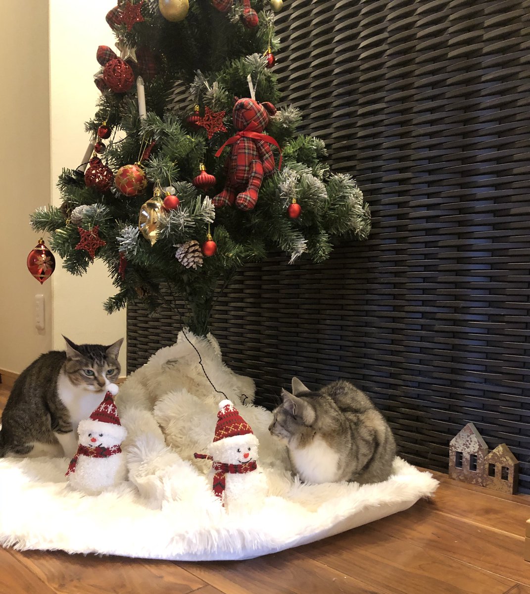 ココニャ 猫写真集 発売中 クリスマスツリーの下 猫の憩いの場となる ココニャ 猫写真集 発売中 クリスマスツリーの下 猫の憩いの場となる
