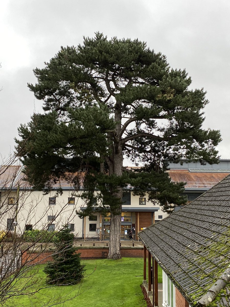 DrJohnReade's tweet photo. #Advent3 There are a lot of trees at Harper Adams but this is probably my favourite. A black pine (so our tree expert Jim Waterson tells me). https://t.co/dnvMAR41HB