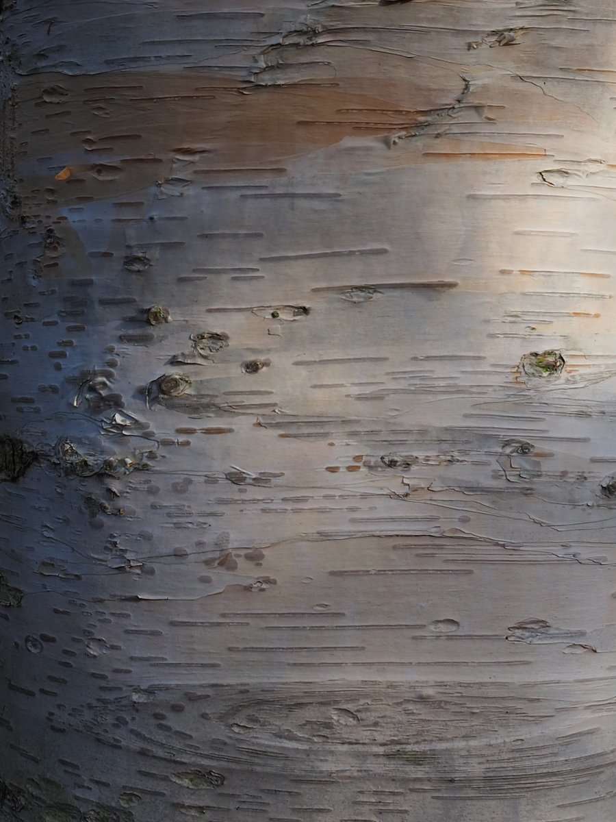 CUBotanicGarden's tweet photo. We're always happy to celebrate trees but especially in #NationalTreeWeek! Welcoming the start of the tree planting season, it's wonderful to share some tree love in all their stunning forms. Too hard to pick a favourite! @TheTreeCouncil https://t.co/u9GKMn2lRn
