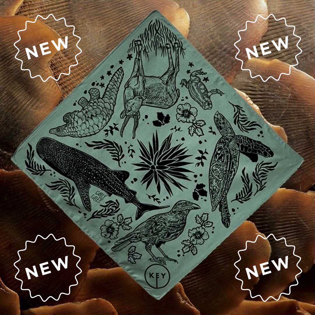KeyConservation's tweet photo. !NEW SWAG ALERT! Artist, @carlyealey, designed this totally badass bandana for our crowdfunding campaign! If you donate $35 or more, you will receive this bandana as a thank you from us. Perfect for your pets and yourself. Head to this link to get yours https://t.co/N0levsgkHi https://t.co/34mIbfwatt