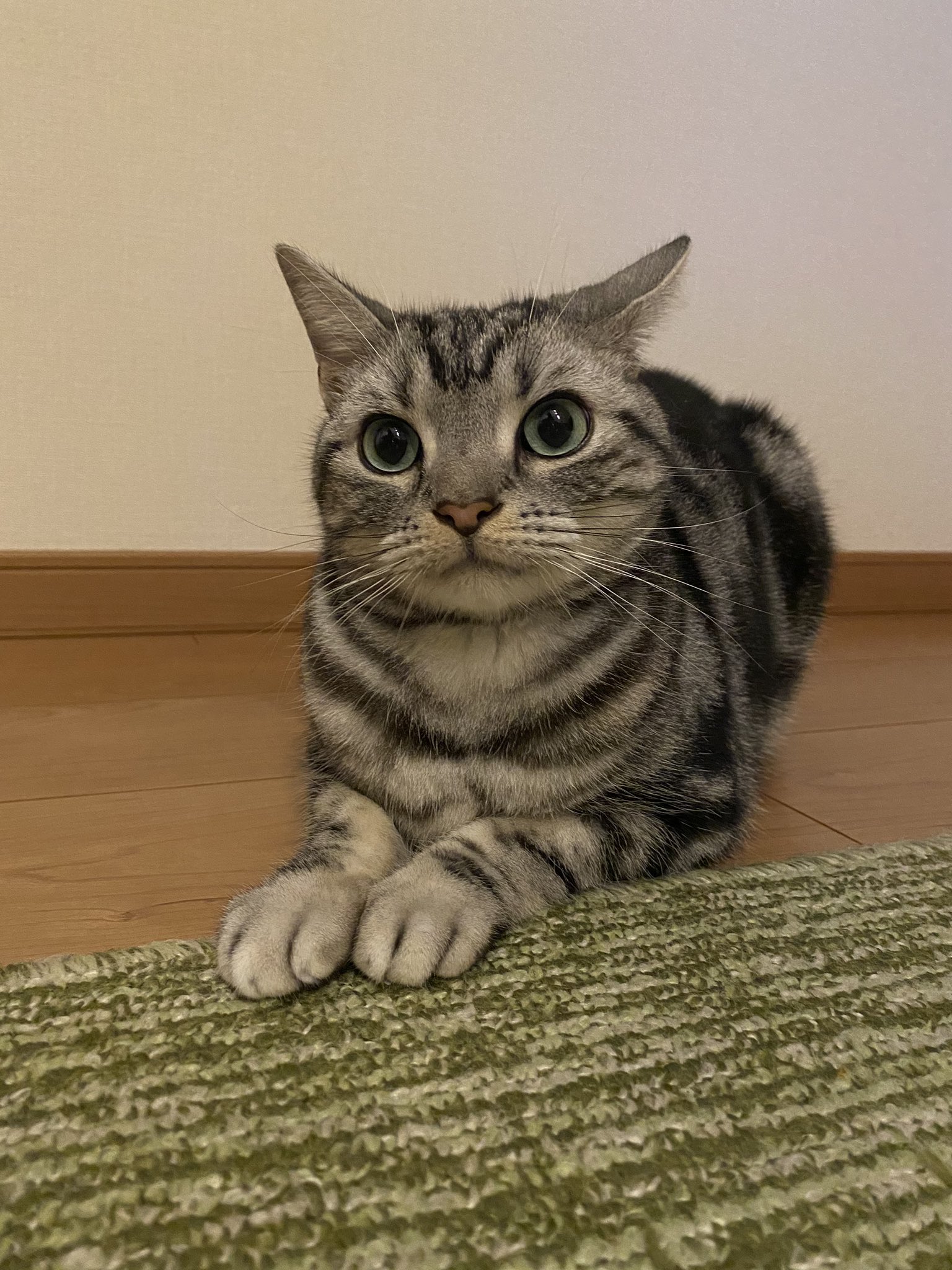 アメショのシルバくん もうシンプルにお顔が可愛いすぎません 親バカ 猫 猫のいる生活 猫のいる暮らし 猫好きな人と繋がりたい 猫好きさんと繋がりたい アメリカンショートヘア アメショ 可愛い 癒し 癒し画像 ネコ シルバ