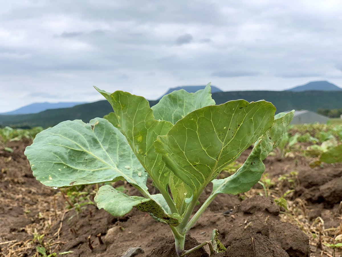 phiko_dlamini's tweet image. Growth 
#youngandfarming #youngandhappy