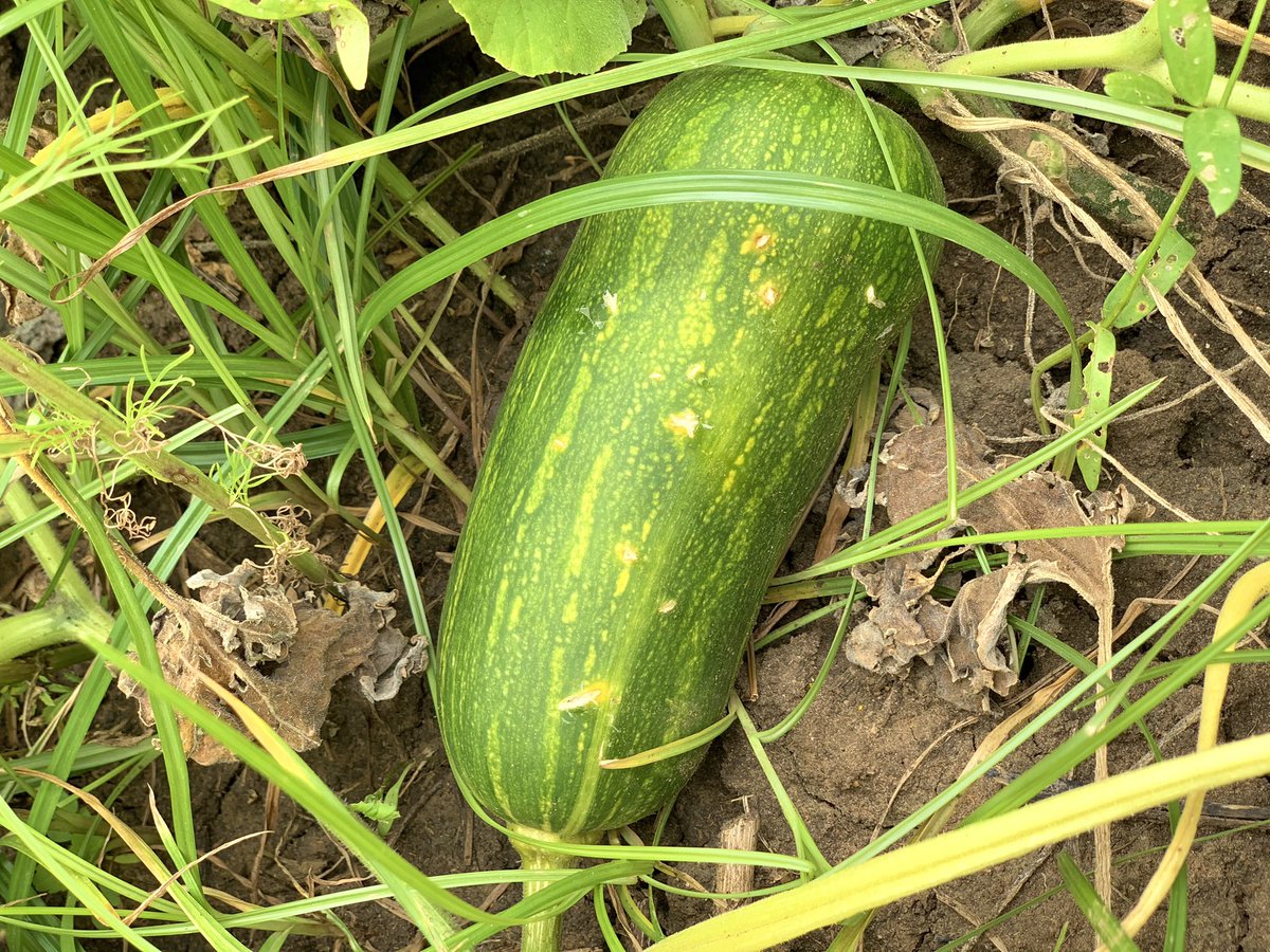 phiko_dlamini's tweet image. Growth 
#youngandfarming #youngandhappy